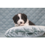 Щенки бордер-колли. Родословная РКФ. В спорт, в семью, в разведение