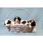 Щенки бордер-колли. Родословная РКФ. В спорт, в семью, в разведение