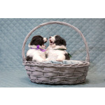 Щенки бордер-колли. Родословная РКФ. В спорт, в семью, в разведение