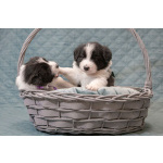 Щенки бордер-колли. Родословная РКФ. В спорт, в семью, в разведение