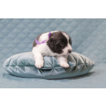 Щенки бордер-колли. Родословная РКФ. В спорт, в семью, в разведение