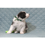 Щенки бордер-колли. Родословная РКФ. В спорт, в семью, в разведение