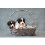 Щенки бордер-колли. Родословная РКФ. В спорт, в семью, в разведение