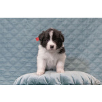 Щенки бордер-колли. Родословная РКФ. В спорт, в семью, в разведение