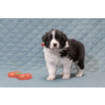 Щенки бордер-колли. Родословная РКФ. В спорт, в семью, в разведение