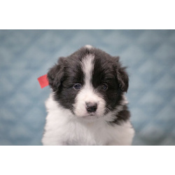 Щенки бордер-колли. Родословная РКФ. В спорт, в семью, в разведение