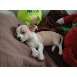 щенки чихуахуа