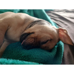 щенки чихуахуа