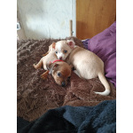 щенки чихуахуа