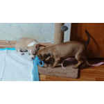 щенки чихуахуа