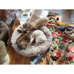 щенки чихуахуа