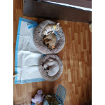 щенки чихуахуа