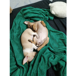 щенки чихуахуа