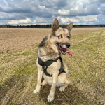 Очаровательный пес Бамси с разноцветными глазами ищет хозяина!