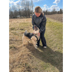 Очаровательный пес Бамси с разноцветными глазами ищет хозяина!