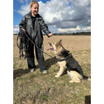 Очаровательный пес Бамси с разноцветными глазами ищет хозяина!