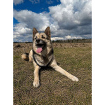 Очаровательный пес Бамси с разноцветными глазами ищет хозяина!