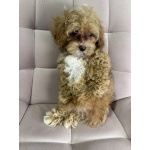 Щенки Мальтипу