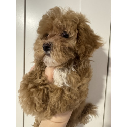 Щенки Мальтипу