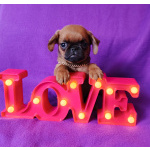 Клубный мальчик пти-брабансон