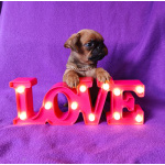 Клубный мальчик пти-брабансон