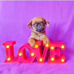 Клубный мальчик пти-брабансон