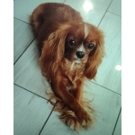 Продаются мальчики Кавалер Кинг Чарльз Спаниель