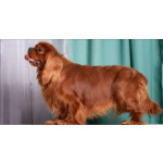 Продаются мальчики Кавалер Кинг Чарльз Спаниель