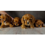 Продаются мальчики Кавалер Кинг Чарльз Спаниель