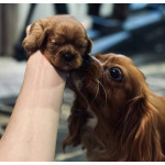 Продаются мальчики Кавалер Кинг Чарльз Спаниель