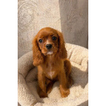 Продаются мальчики Кавалер Кинг Чарльз Спаниель