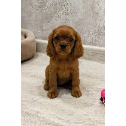 Продаются мальчики Кавалер Кинг Чарльз Спаниель