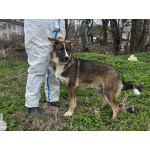 Ласковый щенок, который понимает всё с полуслова