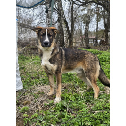 Ласковый щенок, который понимает всё с полуслова