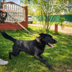 Красавчик Том ищет дом!