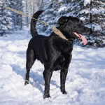 Красавчик Том ищет дом!