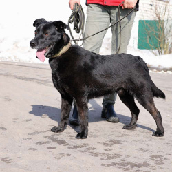 Красавчик Том ищет дом!