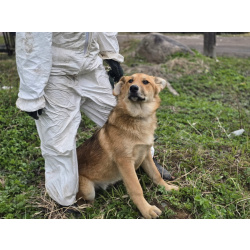 Самые ласковые щенки-целовашки ищут дом