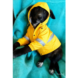 Маленькая красавица Мила ищет дом