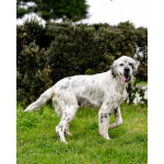 Английский сеттер Каспер ищет дом.