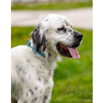 Английский сеттер Каспер ищет дом.