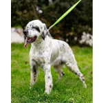 Английский сеттер Каспер ищет дом.