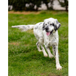 Английский сеттер Каспер ищет дом.