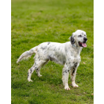 Английский сеттер Каспер ищет дом.