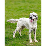 Английский сеттер Каспер ищет дом.