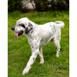 Английский сеттер Каспер ищет дом.