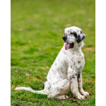 Английский сеттер Каспер ищет дом.