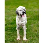 Английский сеттер Каспер ищет дом.