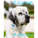 Английский сеттер Каспер ищет дом.