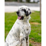 Английский сеттер Каспер ищет дом.